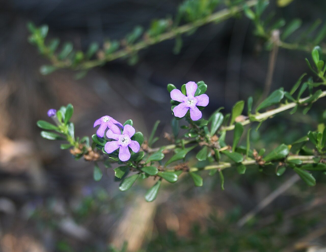 Blue honeybells: Flowers of Freylinia tropica growing near Palala River bank at Waterberg Natuurpraal, Waterberg, Limpopo
