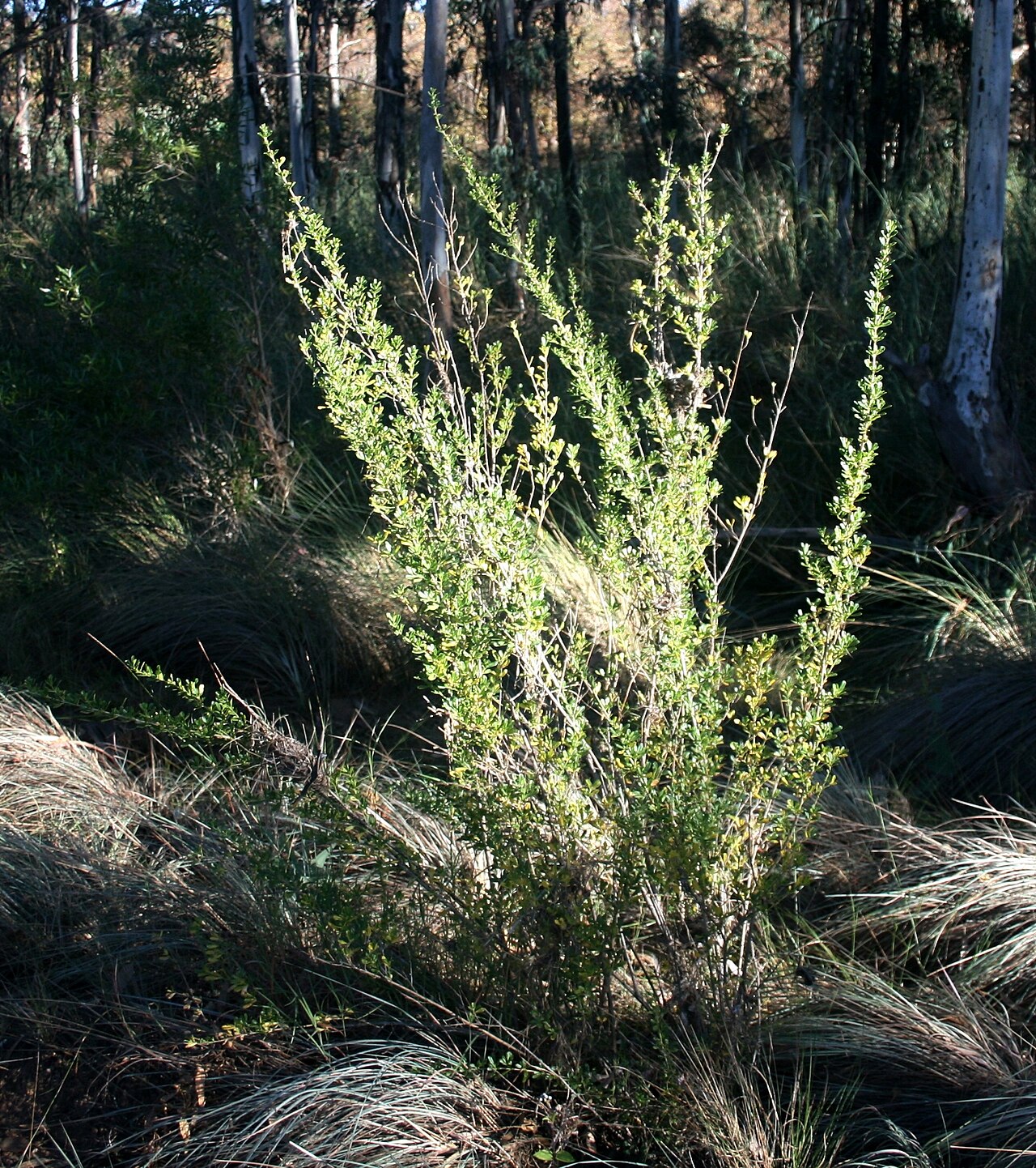 Blue honeybells: Habit of Freylinia tropica near Palala River bank at Waterberg Natuurpraal, Waterberg, Limpopo
