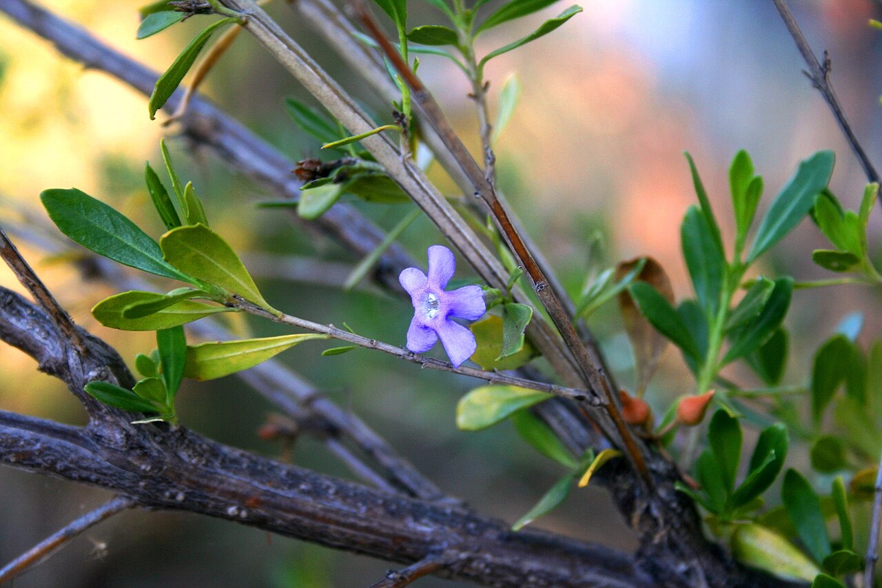 Blue honeybells: Flower of Freylinia tropica at Waterberg Natuurpraal on the Waterberg plateau, Limpopo