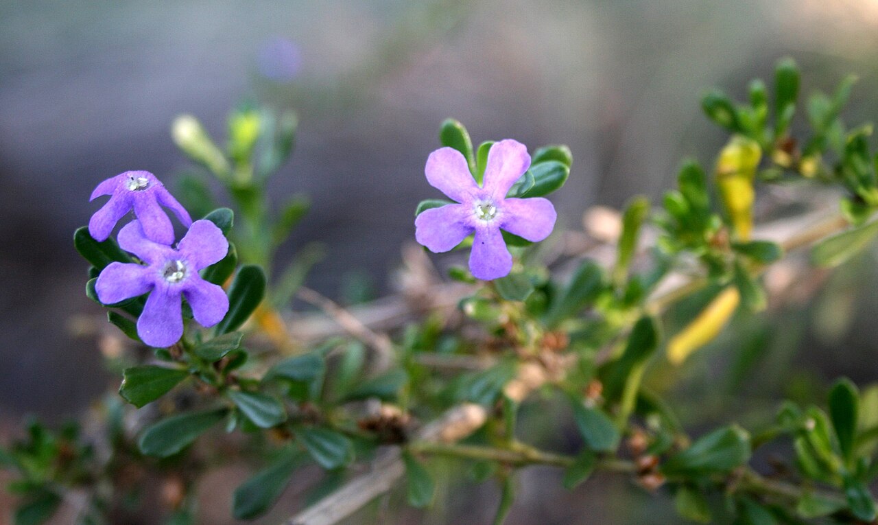 Blue honeybells: Flowers of Freylinia tropica growing near Palala River bank at Waterberg Natuurpraal, Waterberg, Limpopo