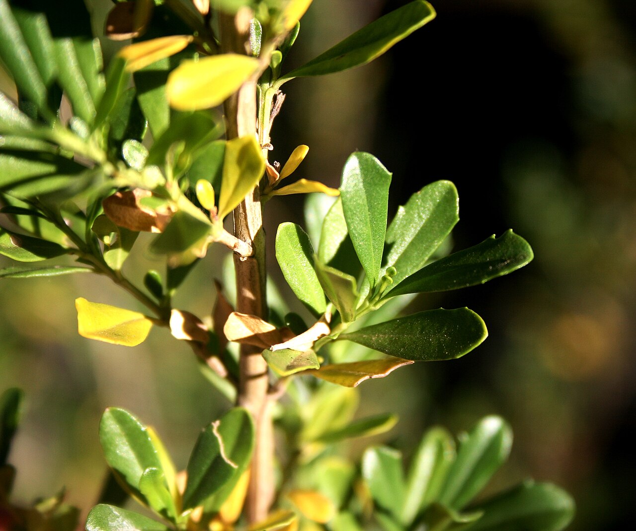Blue honeybells: Foliage of Freylinia tropica growing near Palala River bank at Waterberg Natuurpraal, Waterberg, Limpopo
