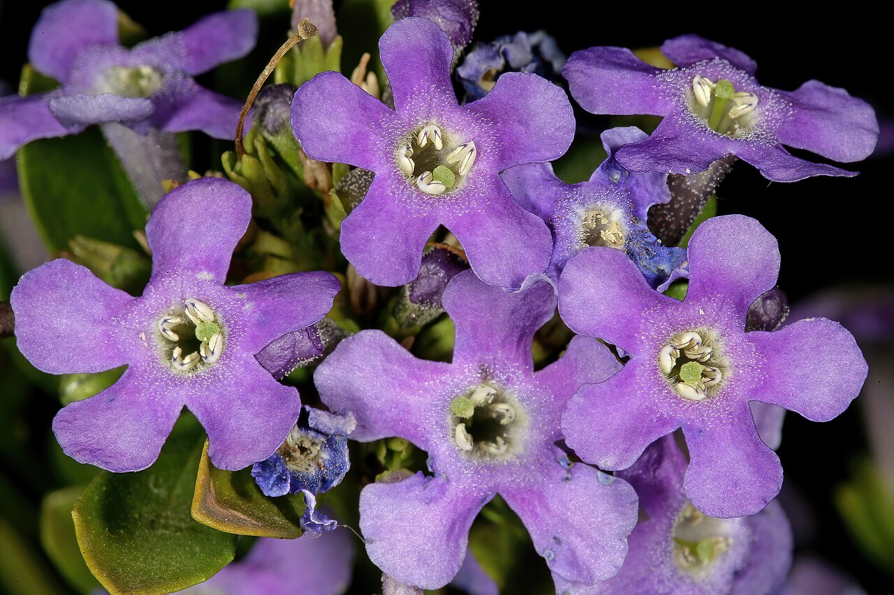Blue honeybells: Freylinia tropica , flowers; Pretoria National Botanical Garden, Pretoria, Gauteng, South Africa
