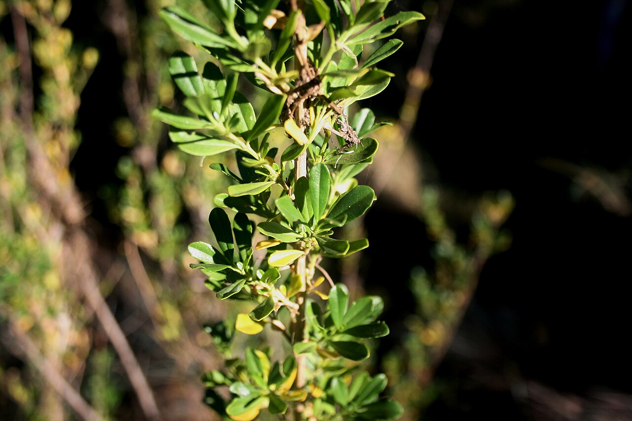 Blue honeybells: Foliage of Freylinia tropica growing near Palala River bank at Waterberg Natuurpraal, Waterberg, Limpopo