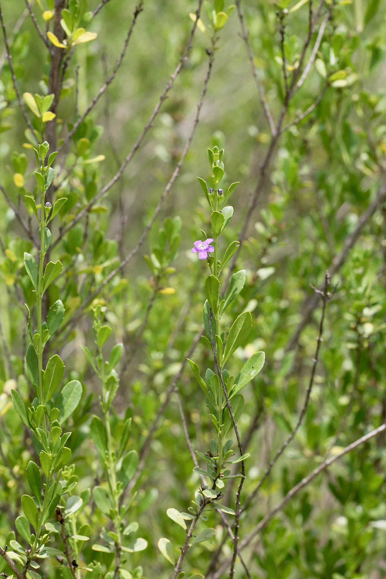 Blue honeybells: South Africa, Limpopo, Waterberg District Municipality, Mokgalakwena Local Municipality, Palala (Lephalala) river.
