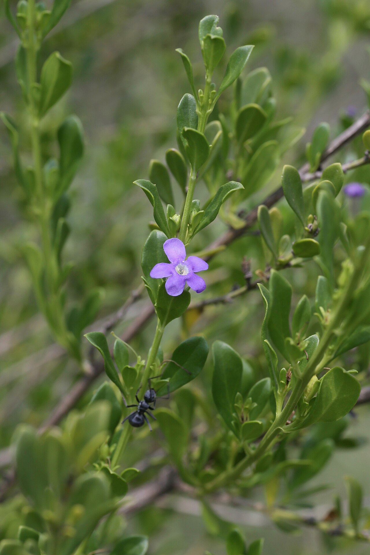 Blue honeybells: South Africa, Limpopo, Waterberg District Municipality, Mokgalakwena Local Municipality, Palala (Lephalala) river.