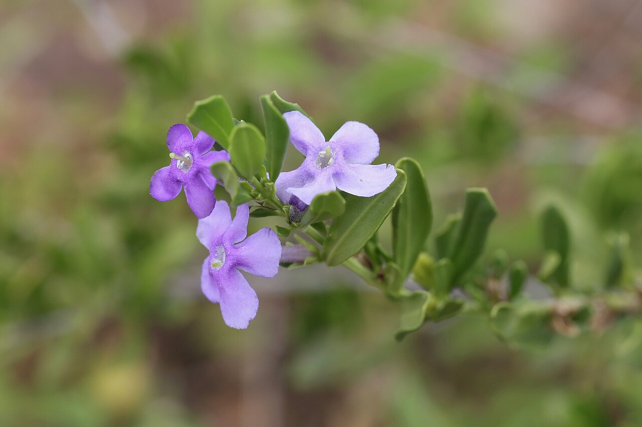 Blue honeybells: South Africa, Limpopo, Waterberg District Municipality, Mokgalakwena Local Municipality, Palala (Lephalala) river.