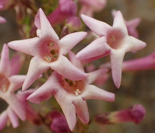 Renosterveld honey-bells (Freylinia undulata)
