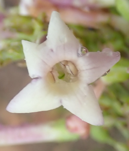 Renosterveld honey-bells (Freylinia undulata)
