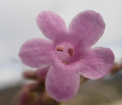 Renosterveld honey-bells (Freylinia undulata)