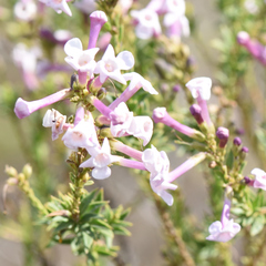 Renosterveld honey-bells (Freylinia undulata)