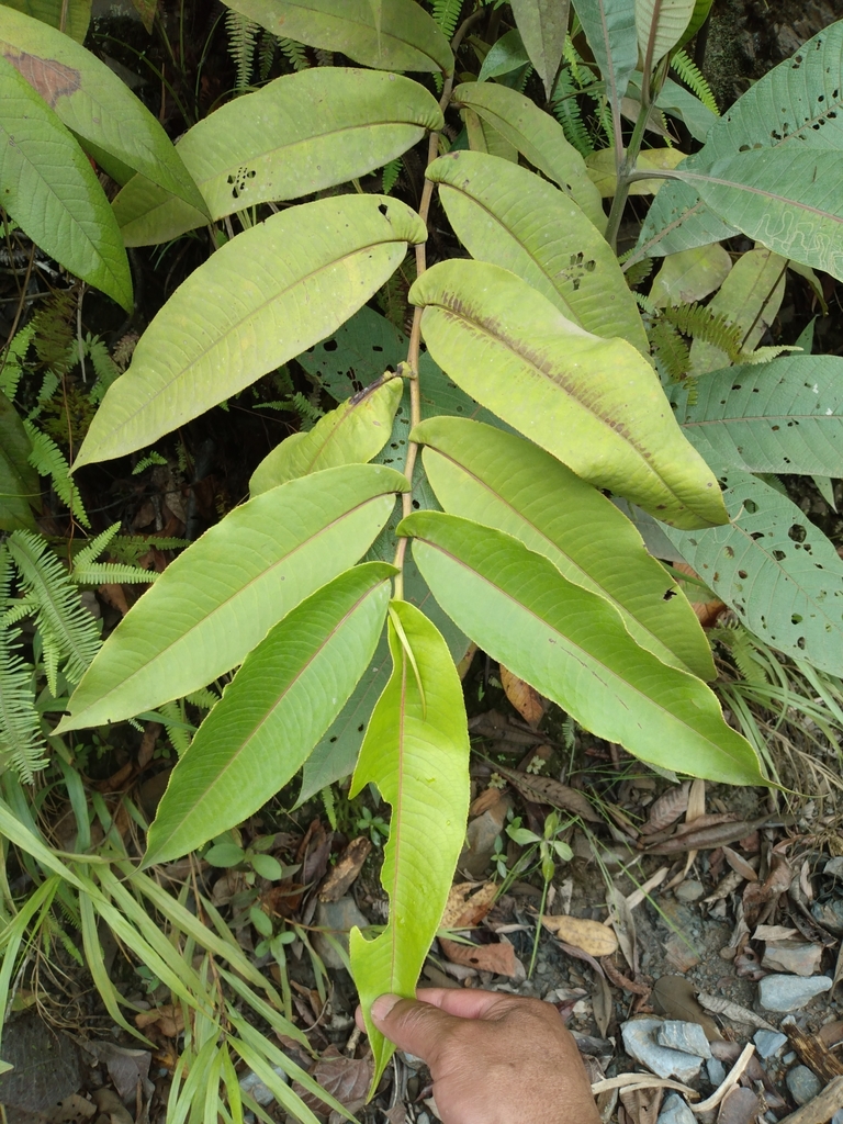 Freziera angulosa (Freziera angulosa)