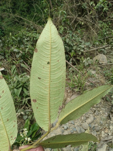 Freziera angulosa (Freziera angulosa)