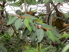 Freziera guatemalensis (Freziera guatemalensis)