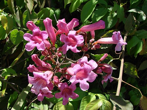 Fridericia chica: Fridericia chica (Bonpl.) L.G.Lohmann - (sin. hom. Arrabidaea chica (Bonpl.) Verl.) - BIGNONIACEAE - Parque Olhos D'Água - Brasília - Distrito Federal - Brasil.