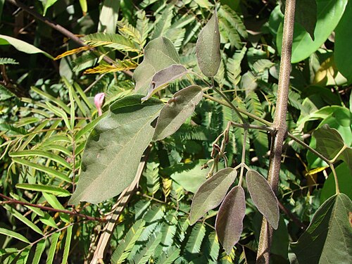 Fridericia chica: Fridericia chica (Bonpl.) L.G.Lohmann - (sin. hom. Arrabidaea chica (Bonpl.) Verl.) - BIGNONIACEAE - Parque Olhos D'Água - Brasília - Distrito Federal - Brasil.