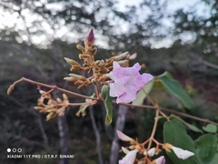 Fridericia cinnamomea (Fridericia cinnamomea)