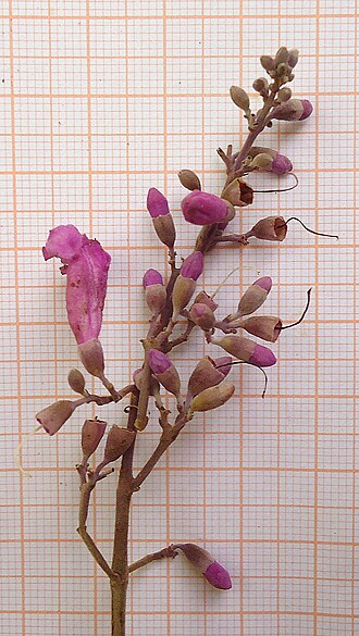 Fridericia dispar: Fridericia dispar (Bureau ex K. Schum.) L.G. Lohmann