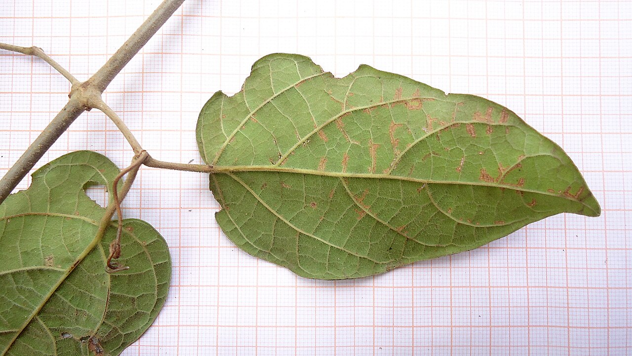 Fridericia dispar: Fridericia dispar (Bureau ex K. Schum.) L.G. Lohmann