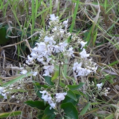 Fridericia florida (Fridericia florida)