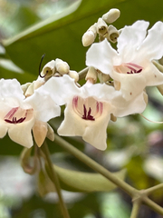 Fridericia florida (Fridericia florida)