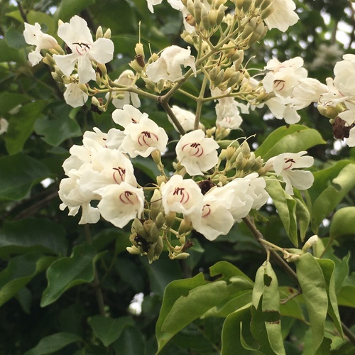 Fridericia florida (Fridericia florida)