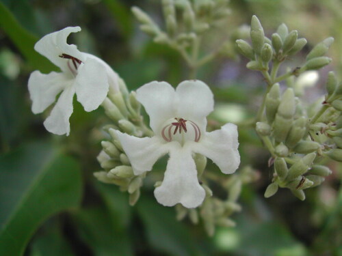 Fridericia florida (Fridericia florida)