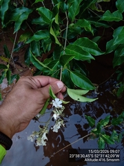 Fridericia florida (Fridericia florida)