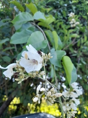 Fridericia florida (Fridericia florida)