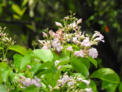 Fridericia florida (Fridericia florida)