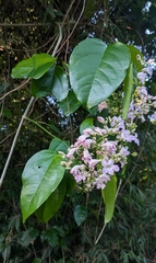 Fridericia florida (Fridericia florida)