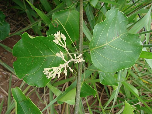 Fridericia florida: Fridericia florida (DC.) L.G. Lohmann - Sin: Arrabidaea florida - BIGNONIACEAE Pires do Rio, Goiás - Brasil.