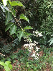 Fridericia florida (Fridericia florida)