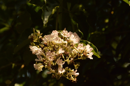 Fridericia florida (Fridericia florida)