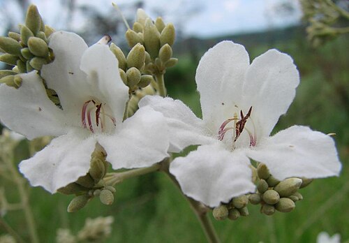 Fridericia florida: Fridericia florida (DC.) L.G. Lohmann - Sin: Arrabidaea florida - BIGNONIACEAE Pires do Rio, Goiás - Brasil.