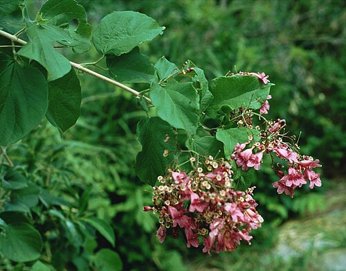 Fridericia patellifera: Fridericia patellifera (= Arrabidaea patellifera ), Trompetenbaumgewächse (Bignoniaceae) – Costa Rica: Prov. Guanacaste, Parque Nacional Santa Rosa