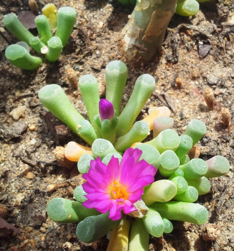 Frithia pulchra: Frithia pulchra in cultivation - Cape Town