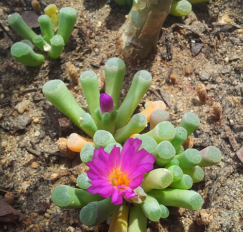 Frithia pulchra: Frithia pulchra in cultivation - Cape Town