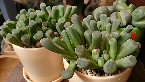 Frithia pulchra: Frithia pulchra. Common name: Fairy Elephant's Feet. One of the nicest Window-leaf succulents. Very similar in appearance to Fenestraria rhopalophylla, but the