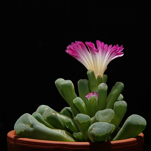 Frithia pulchra: English: Flowering Frithia pulchra ( Aizoaceae ), my own plant Français: Frithia pulchra , une Aizoacée , en fleur. La plante appartient à l'auteur.