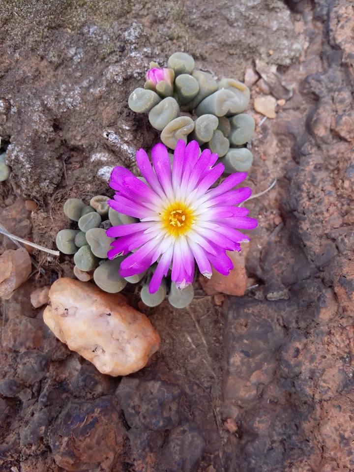 Frithia pulchra: Frithia pulchra N.E.Br. - Slopes above Hamerkop Kloof, Magaliesberg, South Africa