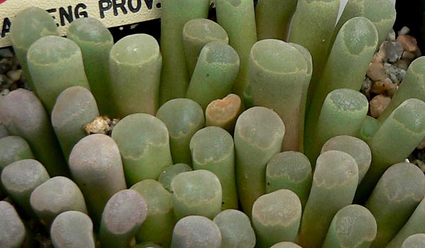 Frithia pulchra: Photo of Frithia pulchra at the University of California Botanical Garden