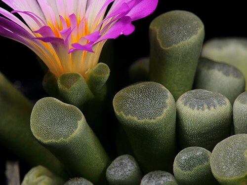 Frithia pulchra: Blommande Frithia pulchra i min privata samling.