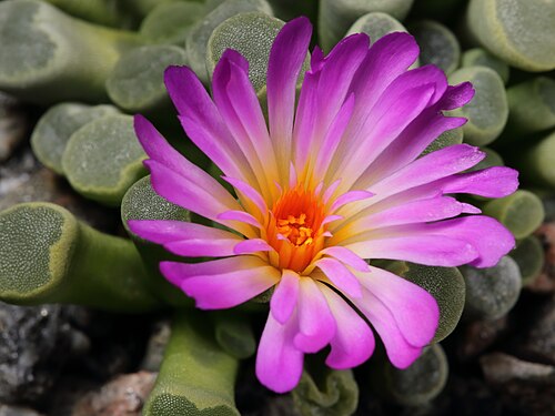 Frithia pulchra: Blommande Frithia pulchra i min privata samling.