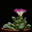 Frithia pulchra: Frithia pulchra