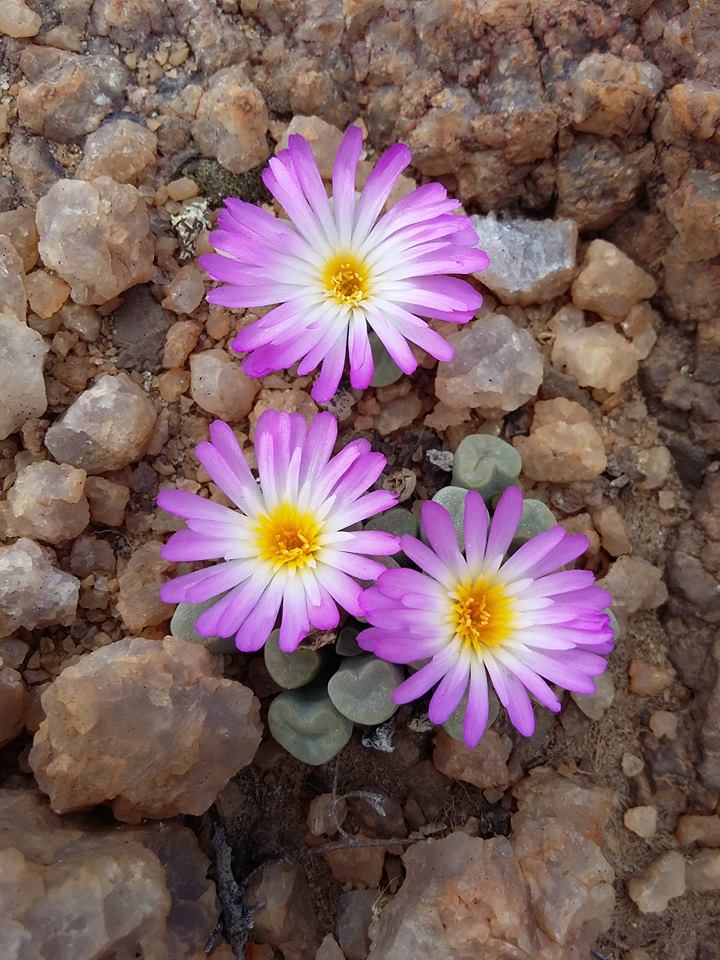 Frithia pulchra: Frithia pulchra N.E.Br. - Slopes above Hamerkop Kloof, Magaliesberg, South Africa
