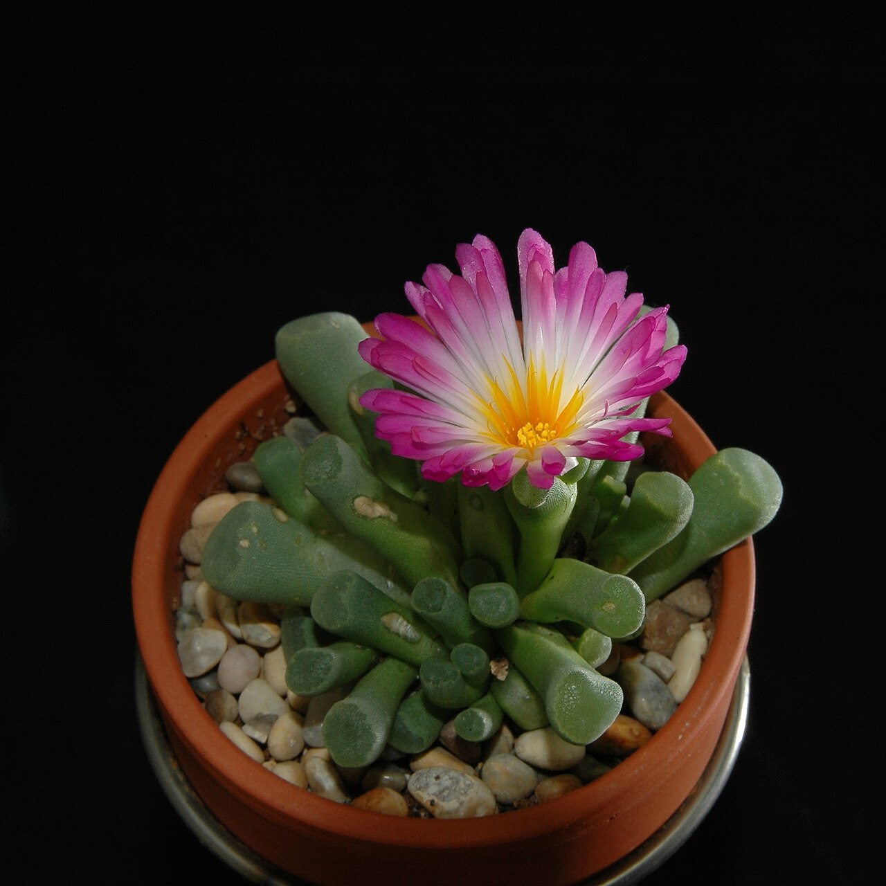 Frithia pulchra: Frithia pulchra, my own plant