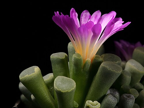 Frithia pulchra: Blommande Frithia pulchra i min privata samling.