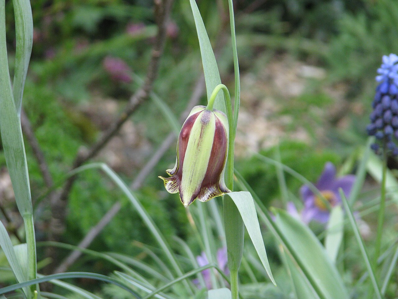 Fritillaria acmopetala: Fritillaria acmopetala