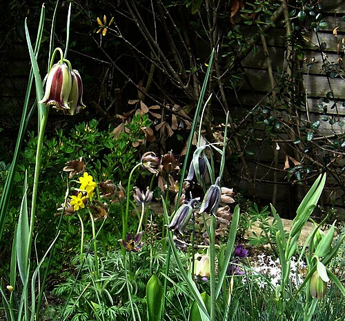 Fritillaria acmopetala: More of what I hope will become a collection of fritillaries. I ordered three of each of these but the bulbs arrived so dried up that I consider myself lucky to