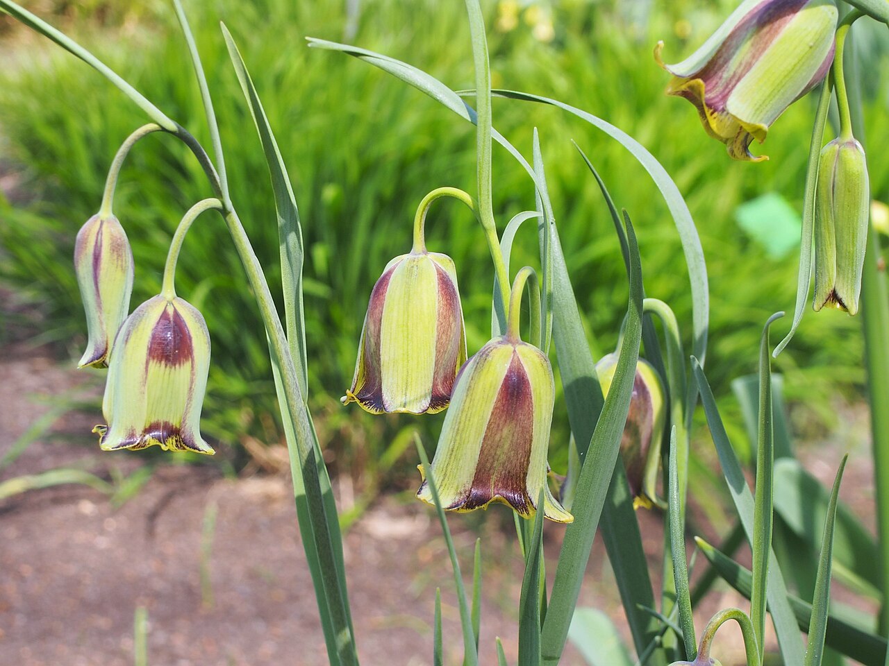 Fritillaria acmopetala: Pointed-petal fritillary ( Fritillaria acmopetala ) cultivated in Wrocław University Botanical Garden, Wrocław, Poland.